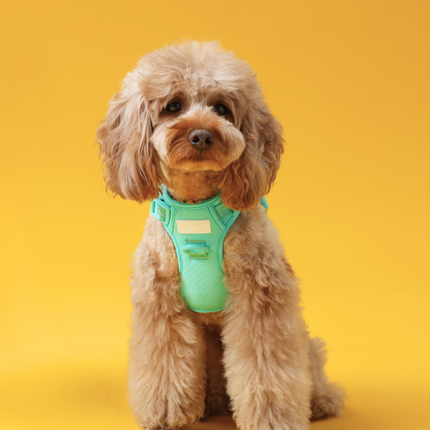 NO PULL ACTIVE  PET HARNESS - MINT GREEN