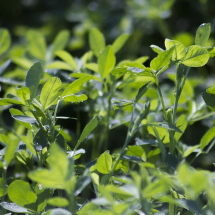 Alfalfa Leaf Powder