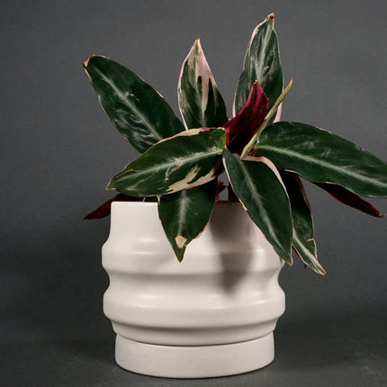 Primera Planters