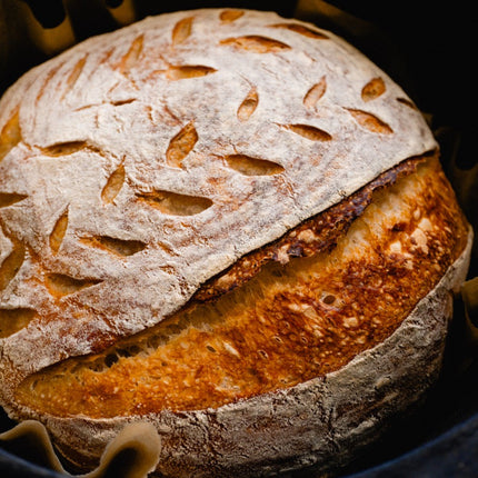 Otis | Sourdough Starter