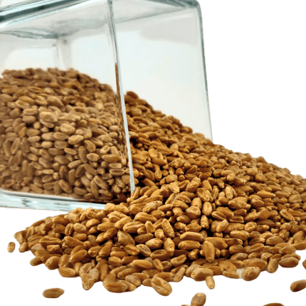 Wheat Berries, Hard Red, Winter Wheat, Wheat Montana