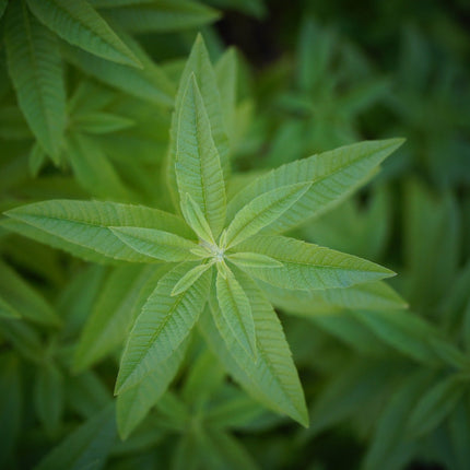 Lemon Verbena, Cut, Sifted