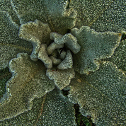 Mullein Leaf, Cut, Sifted