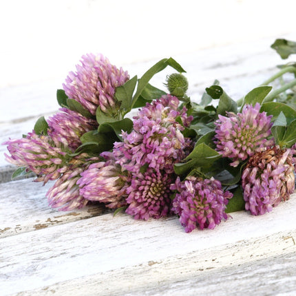 Red Clover Blossoms