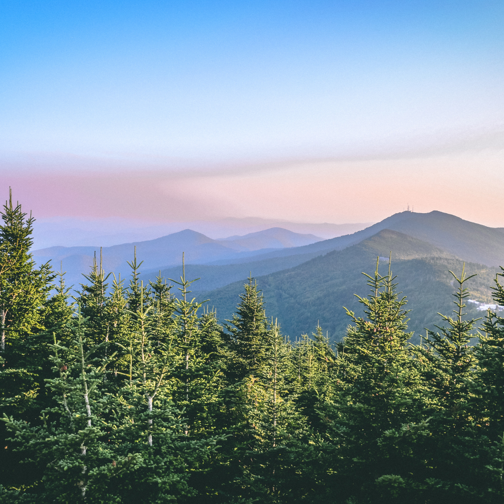 Asheville- 8oz Wood Wick Candle