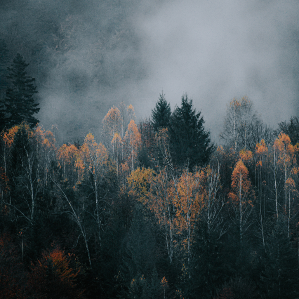 Black Balsam- 8oz Wood Wick Candle