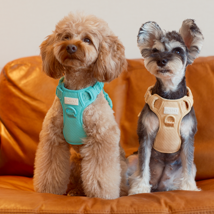 NO PULL ACTIVE  PET HARNESS - MINT GREEN