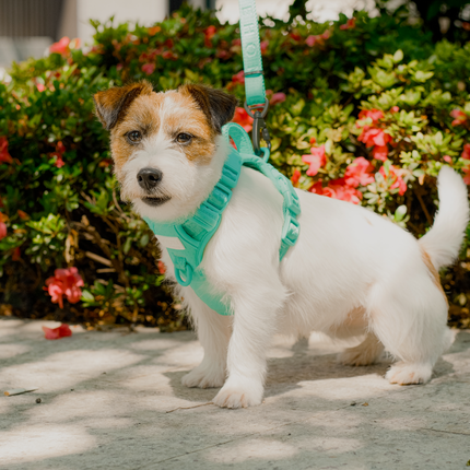 NO PULL ACTIVE  PET HARNESS - MINT GREEN