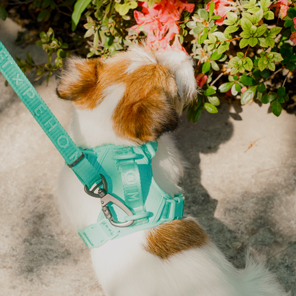 NO PULL ACTIVE  PET HARNESS - MINT GREEN