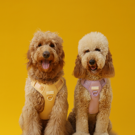 NO PULL ACTIVE  PET HARNESS - APRICOT