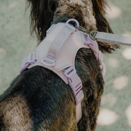 NO PULL ACTIVE  PET HARNESS - MINT PURPLE