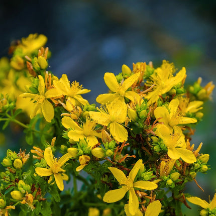 St. John's Wort, Organic, Cut & Sifted