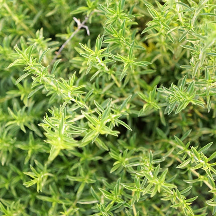Savory, Cut, Sifted