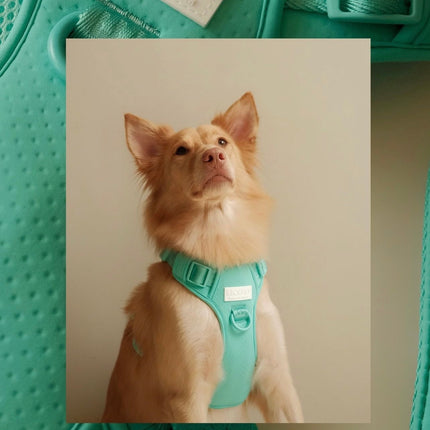 NO PULL ACTIVE  PET HARNESS - MINT GREEN
