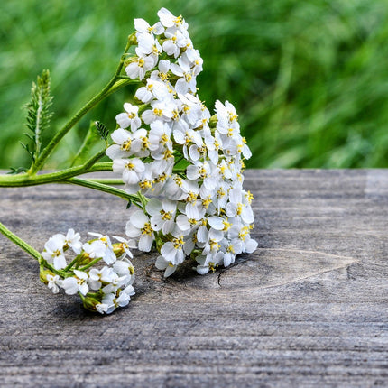 Yarrow Flowers, Cut, Sifted