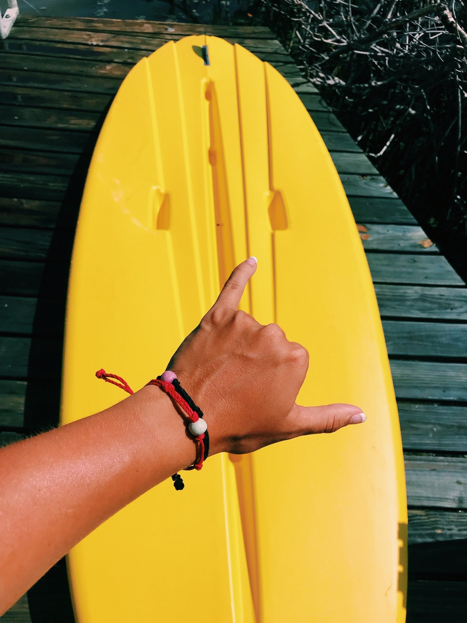 Manatee | Pine Island Fl